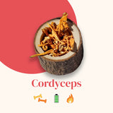 Organic Mushroom Extracts - Cordyceps Capsules