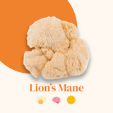 Organic Mushroom Extracts - Lion's Mane Powder