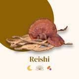 Organic Mushroom Extracts - Reishi Powder