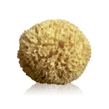 Sea Sponge - Arcipelago